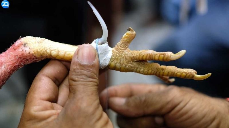 Cách Nuôi Gà Đá Chân Mạnh - Kỹ Thuật Nuôi Gà Đá 2025 4 kinh-nghiem-nuoi-ga-da-chan-manh-tu-su-ke-chuyen-nghiep